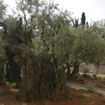 Gethsemane