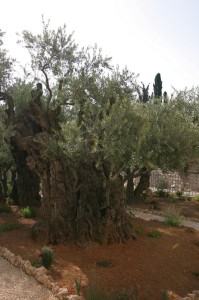 Gethsemane