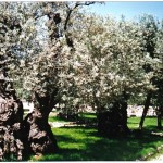 Gethsemane