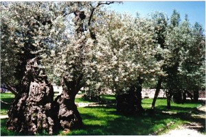 Gethsemane