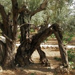 Gethsemane