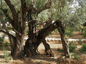 Gethsemane