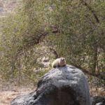 Hyrax basking in sun at Chorazin (Seetheholyland.net)