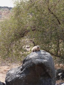 Hyrax basking in sun at Chorazin (Seetheholyland.net)