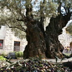 Mount of Olives