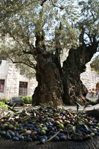 Mount of Olives