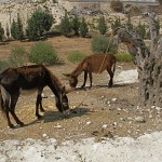 Nazareth Village