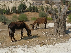 Nazareth Village