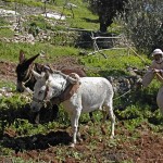 Nazareth Village