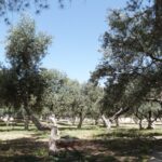 Olive trees on the Temple Mount (Seetheholyland.net)