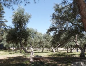 Olive trees on the Temple Mount (Seetheholyland.net)
