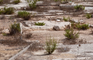 Weeds surround the low rock on which Mary is believed to have rested (Seetheholyland.net)