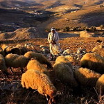 Shepherds' Field