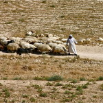 Shepherds' Field